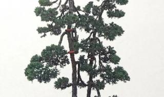 代表暗恋与守护的花